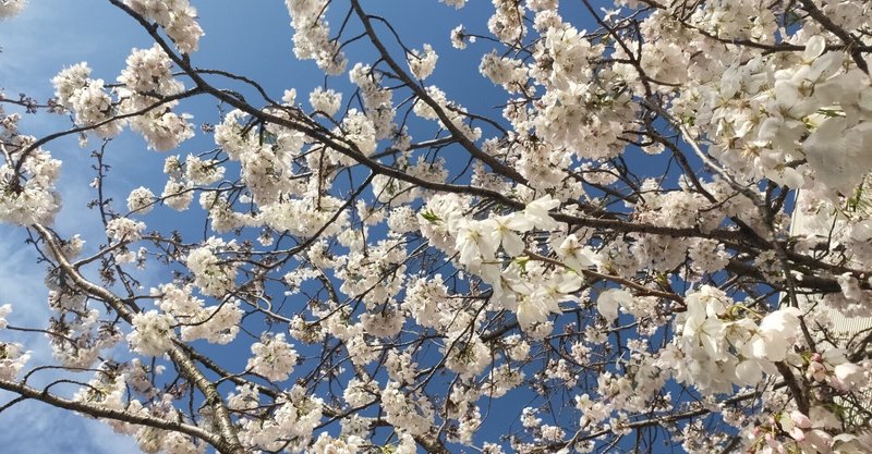 03/22　地元も桜が咲きだしました