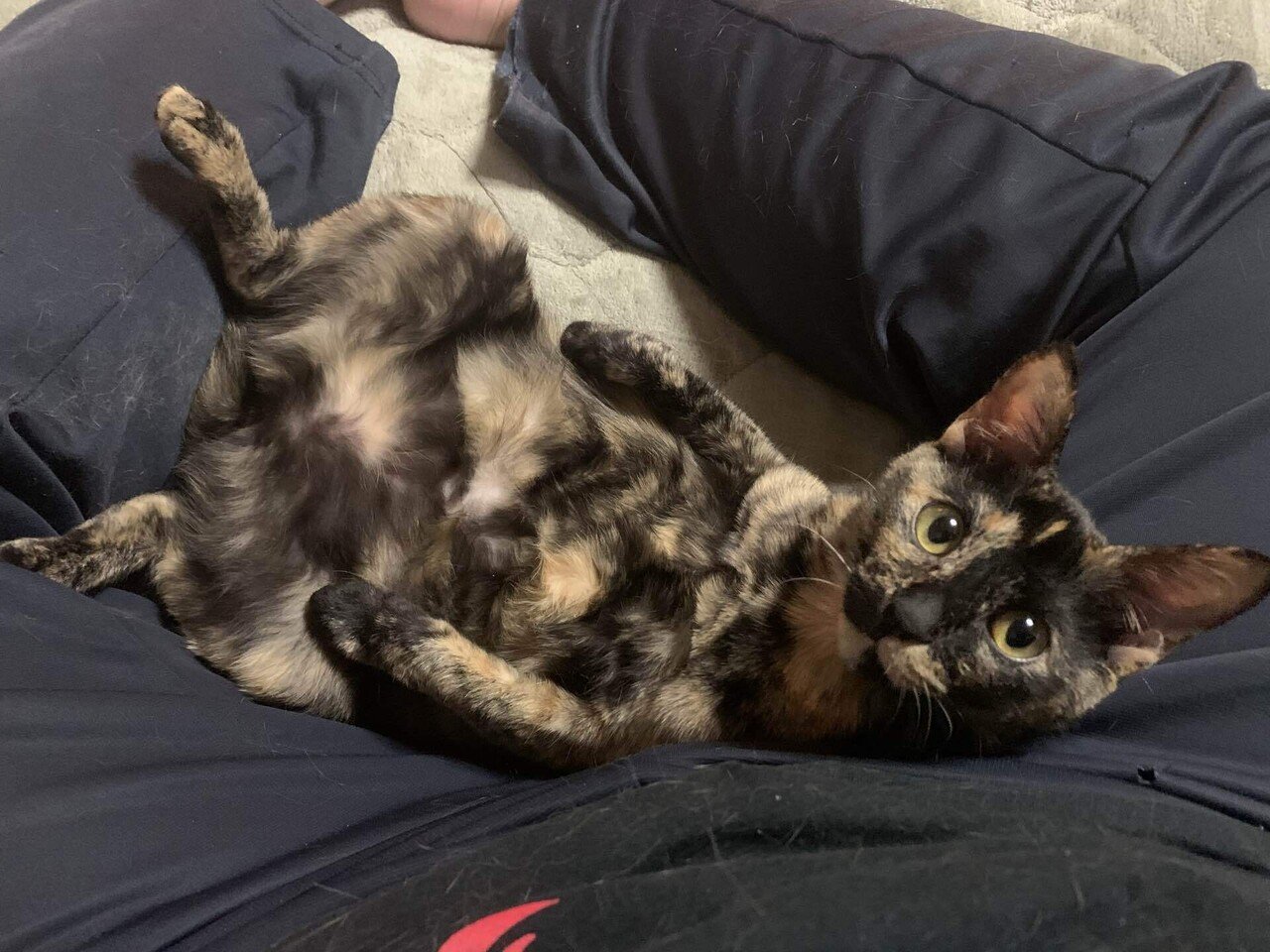 ヒロジャパン 愛媛県 猫 トーティシェル サビ猫 さび猫 ハル 娘のあざとショット Japan ヒロ Note ヒロジャパン 愛媛県 猫 トーティシェル サビ猫 さび猫 ハル 娘のあざとショット Japan ヒロ Note