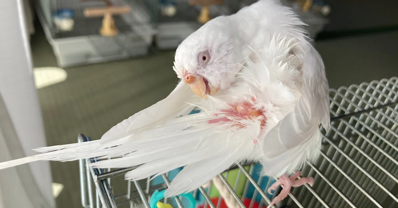鳥の換羽 インコまるけ Note