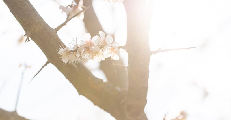 3月22日　先生の仕事と慈円の孤独な桜