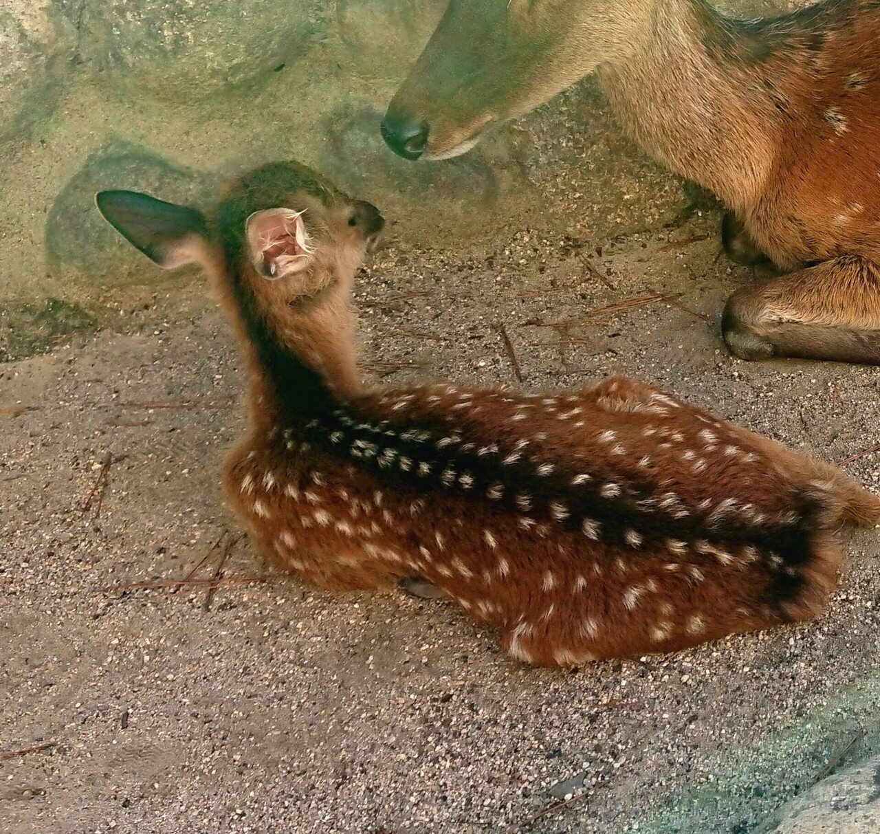 第3弾ポロシャツ企画 Vol 1 Chart Japan Press Takeda Jiz Corporation Note