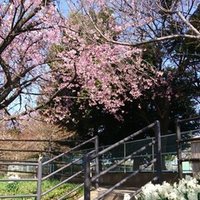 凛として花一輪 たいち Note