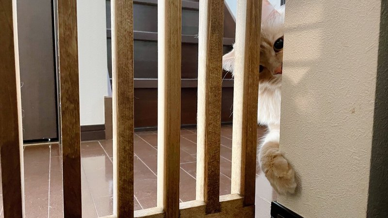 猫のキッチン侵入を本気で防ぐためのdiy Nobuki Inoue Note 猫のキッチン侵入を本気で防ぐためのdiy Nobuki Inoue Note