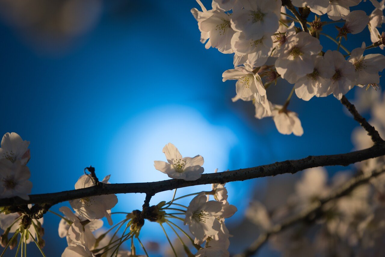 東京の桜たち｜HLA0048