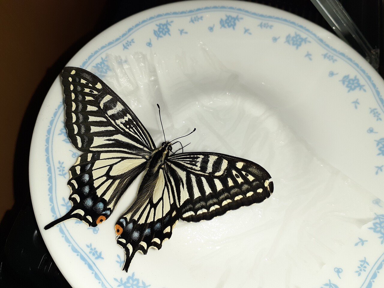 アゲハチョウが羽化する季節になった 授業で学生たちに観察してもらうために アゲハチョウを飼育 している 今年は卵を産んでもらいたいところ Muk D Note