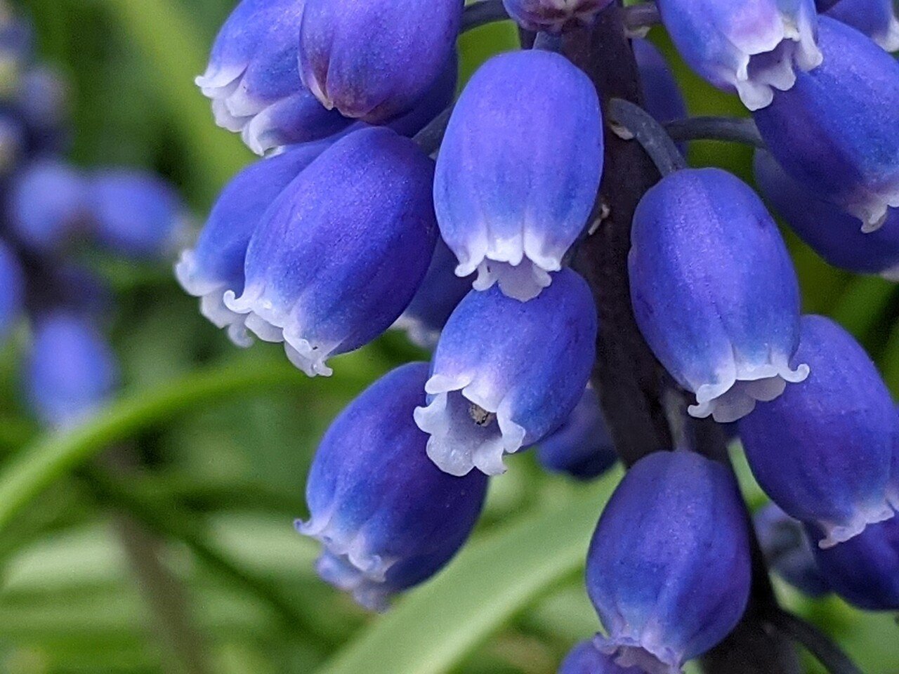 ブドウムスカリ あなたを撮りたくて 柘榴 Note ブドウムスカリ あなたを撮りたくて 柘榴 Note