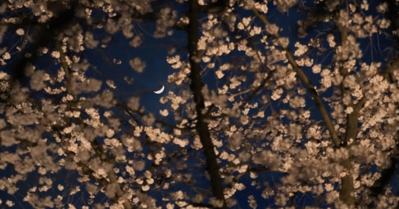 桜の木の下には〜夜桜