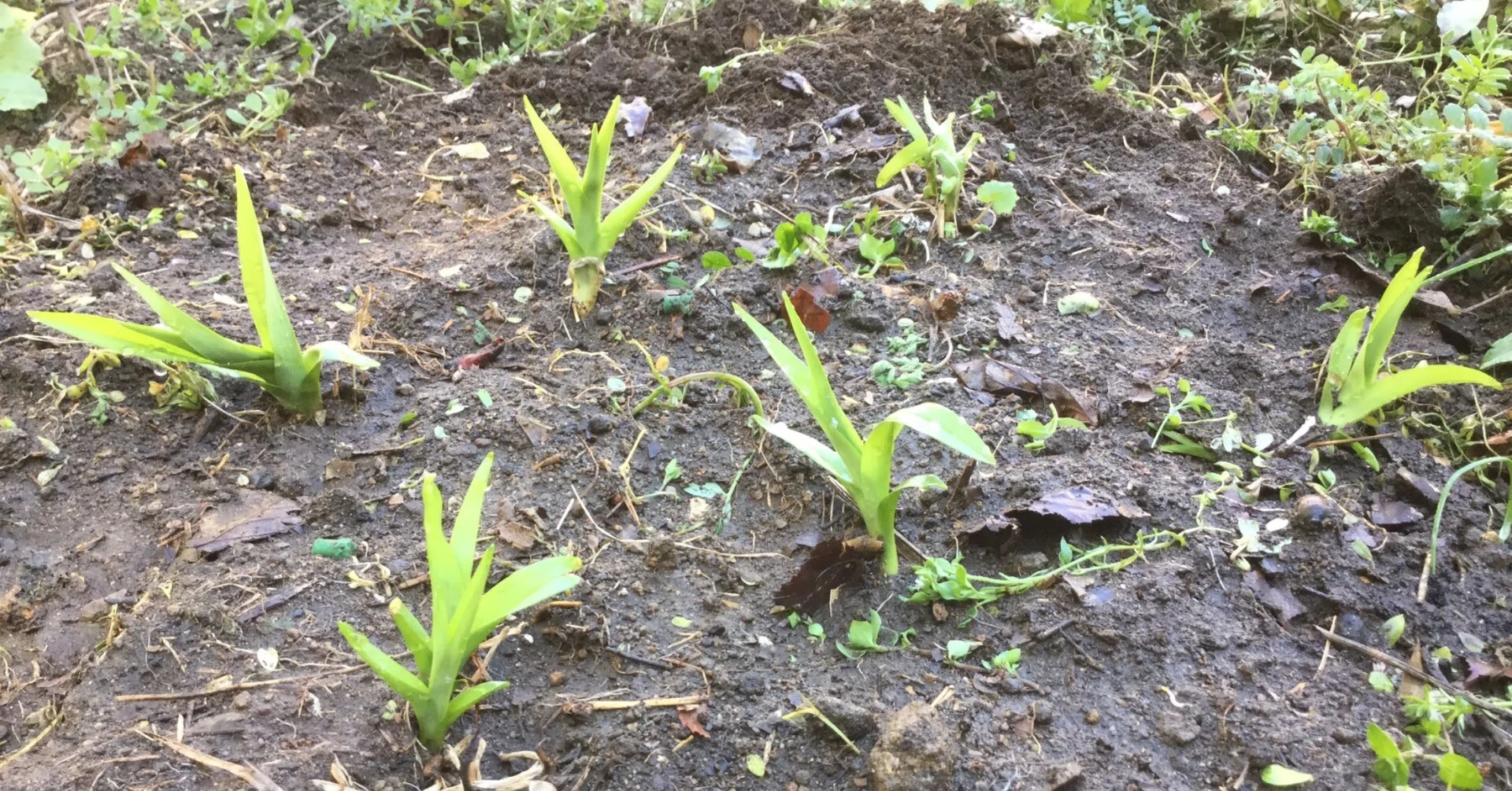 野草研究 3 カンゾウ 萱草 の情報あれこれ なな艸 Note