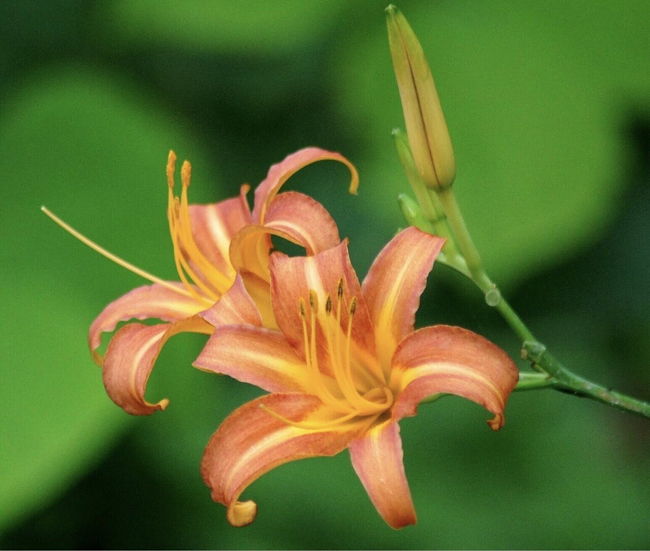 野草研究 3 カンゾウ 萱草 の情報あれこれ なな艸 Note 野草研究 3 カンゾウ 萱草 の情報あれこれ なな艸 Note