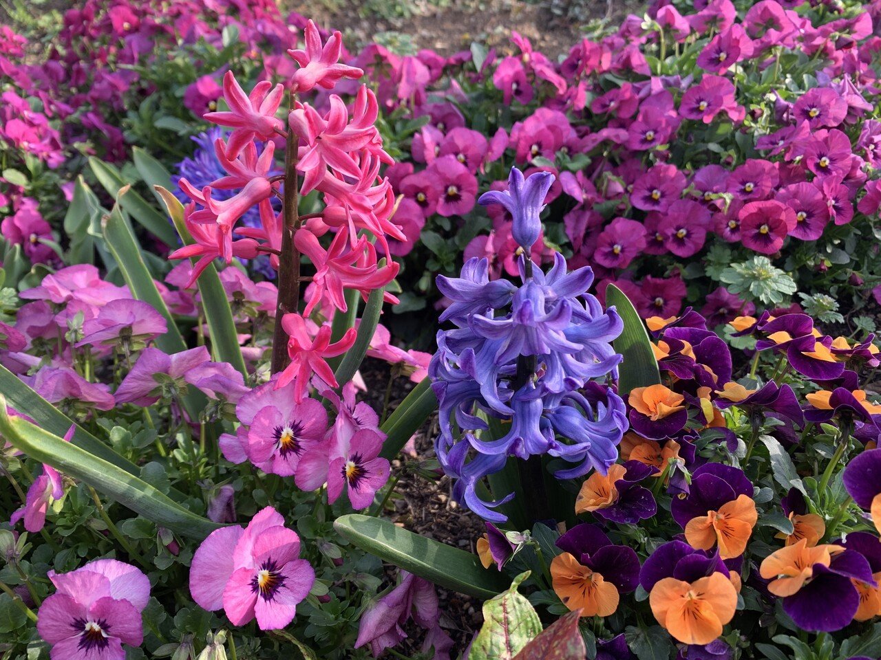 ヒヤシンスの花言葉を調べてびっくり 花言葉は スポーツ ゲーム イメージと違いすぎませんか Chiyo Note