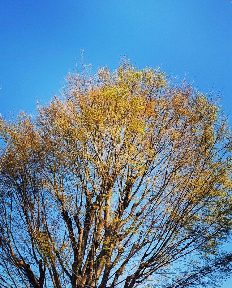 おはよーございます。

パカッ！と晴れ空。
丸裸だった欅からキミドリ色に世界を染め始めておりまして。
そしてシャラシャラと歌声も。
昨日と明らかに違う場処。

楽しく。


#sky #spring #tree #love #moritaMiW #空 #春 #ケヤキ #佳い一日の始まり