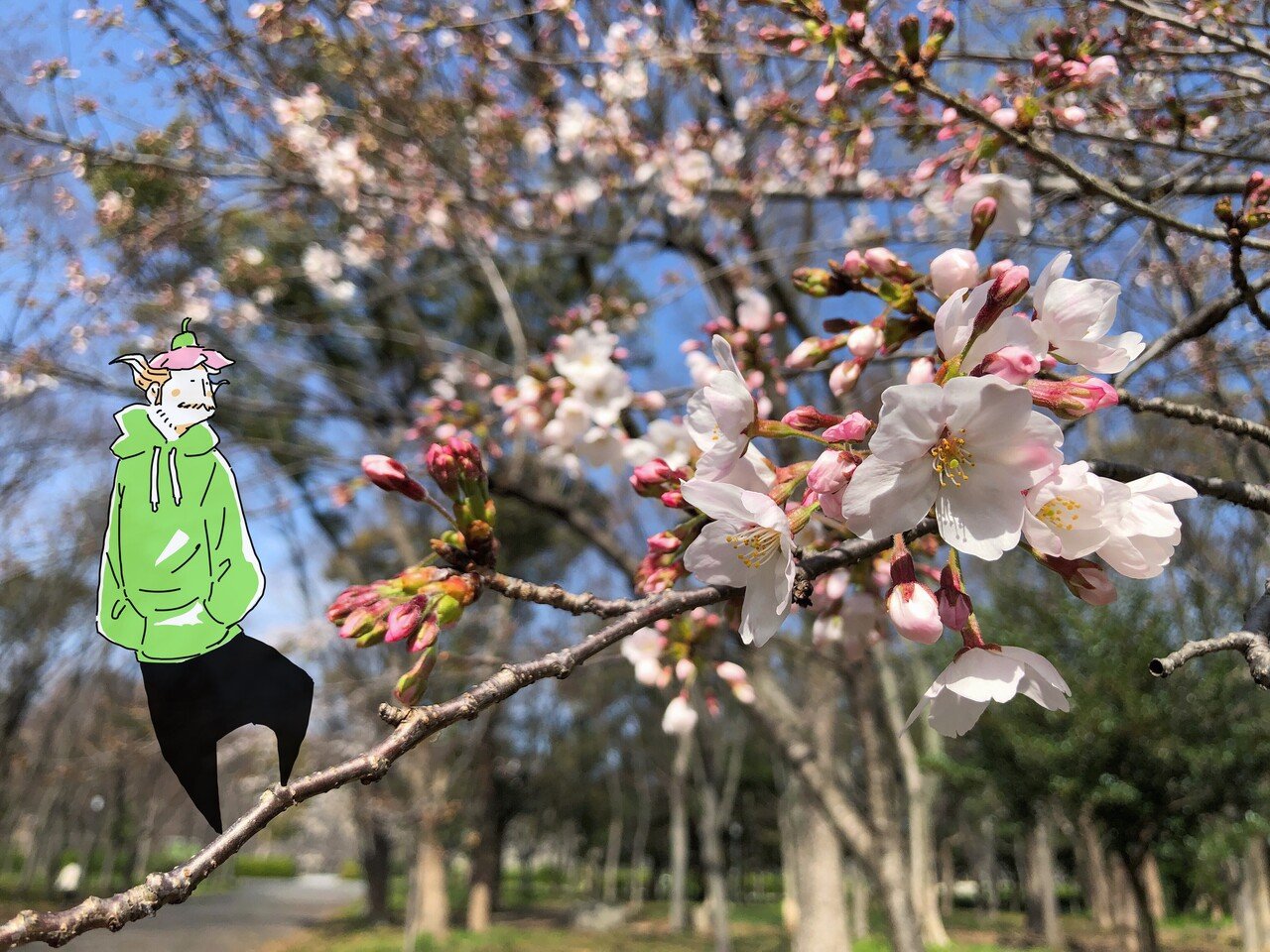 朝礼 毎年ちゃんと咲く桜はえらいよ 俺なんて生まれてこの方45年つぼみのまま ぼちぼち咲きたいところだけど 咲いたら散ってしまうんだよなあ もう少し つぼみでいいかな 今日はマンガ イラストで本気出して にぎりこぷし Note