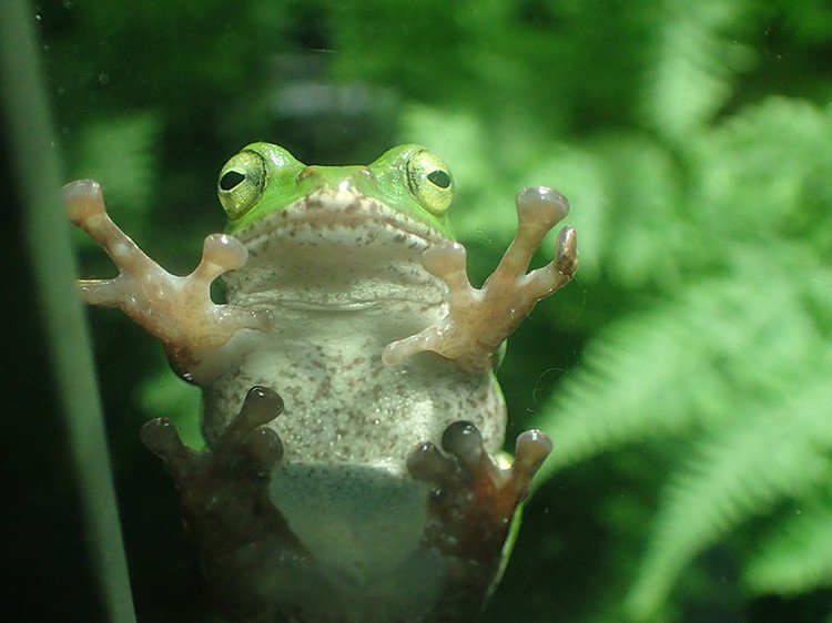 上野動物園に行ってきました。両生爬虫類館が思いのほか気に入ってしまった。アマガエルまでいるとは……