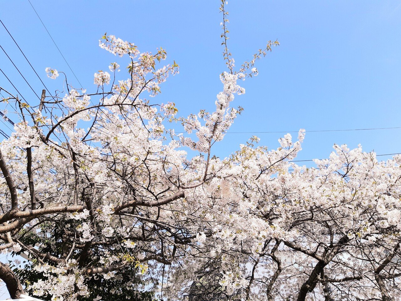 花言葉は優美な女性 山田幸子フリーアナウンサー Note 花言葉は優美な女性 山田幸子フリーアナウンサー Note