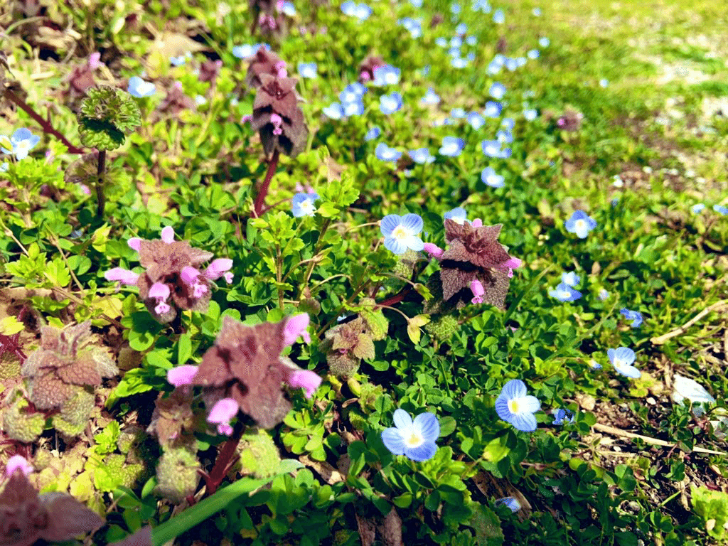 そういえば お墓参りに行った時の写真があった 徒歩で行ける距離なので 道すがら撮った オオイヌノフグリとヒメオドリコソウが一緒にいる 実は ヒメオドリコソウとホトケノザとの違いがよく分からず これがどちら ちきん Note