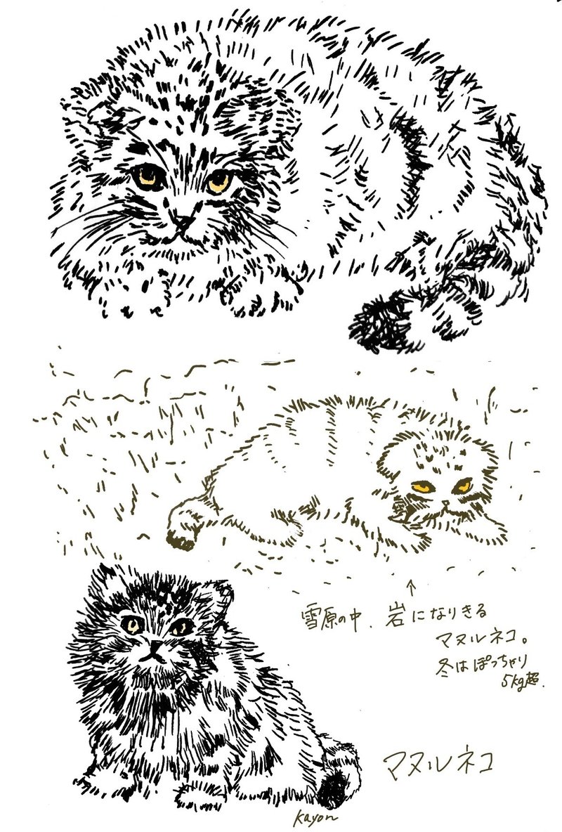 もしゃもしゃ動物の絵84 ペン画 マヌルネコさん かよん Note