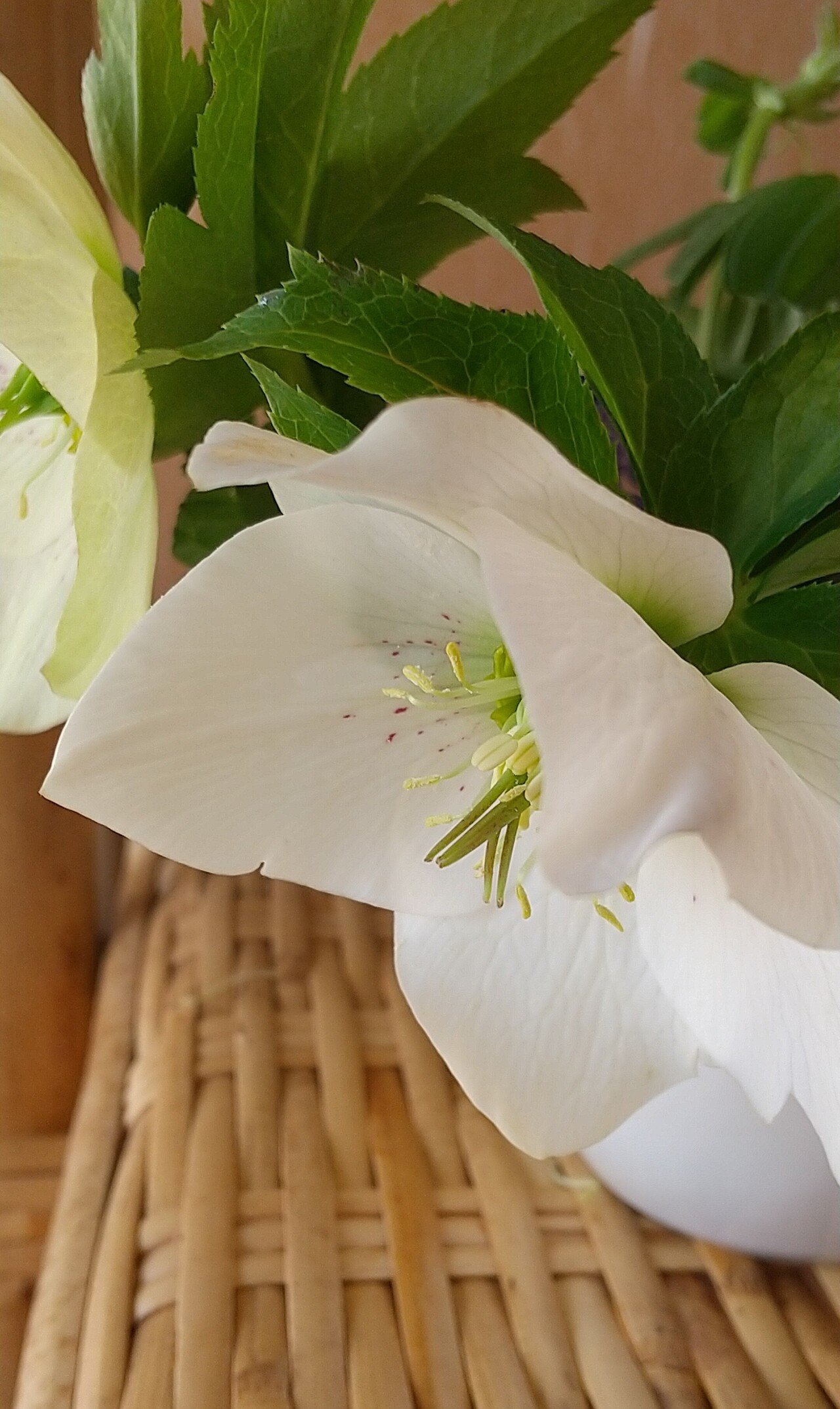 白いクリスマスローズ Masatarou Note