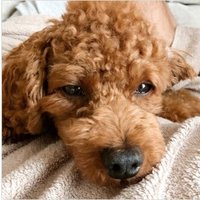 犬の酔い止め薬 セレニア錠が通販で半額に トイプードルのジョイくん Note