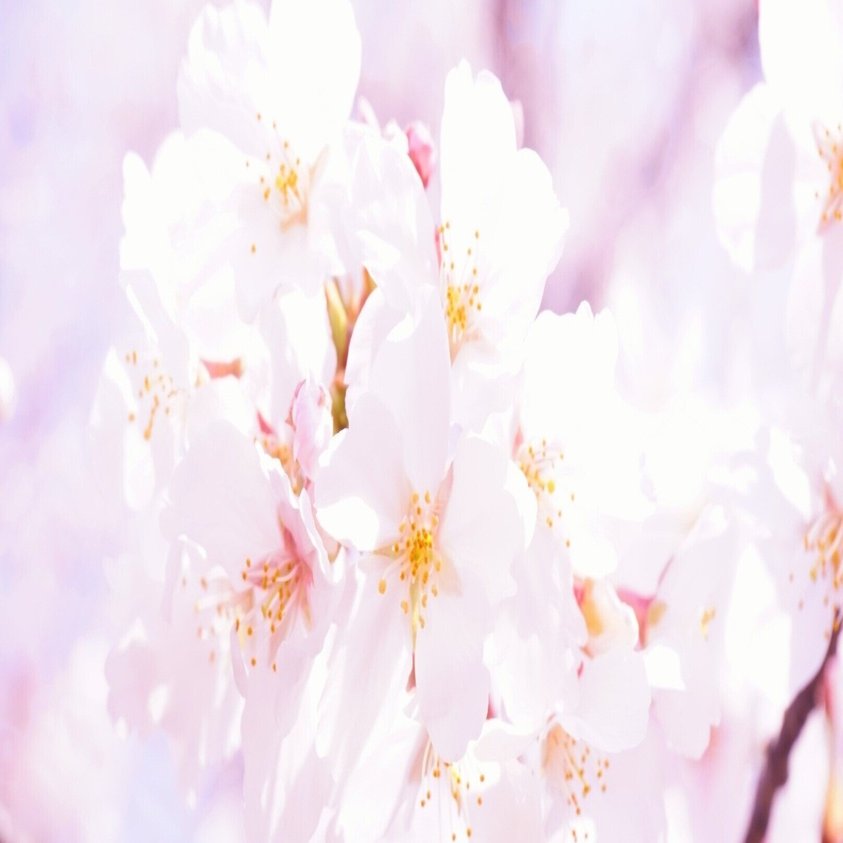 紫宸殿の桜 左近の桜は梅だった いつ変わったか ご存知ですか みんなの女子力 Note