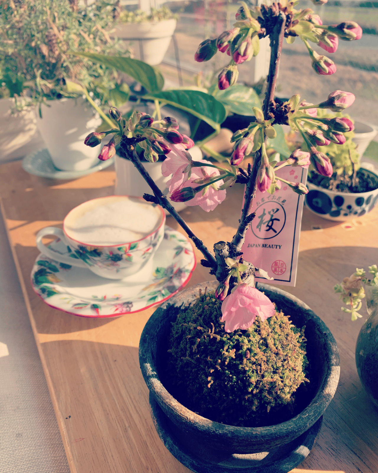 英香制作室の新入社員 苔玉さくらん成長記 コーヒーブレイク しにベランダに出てみたら もう咲いとりました 可愛い 満開になったら興奮するなこりゃ 苔玉 苔玉さくら 緑のある 英香制作室 イラストレーター Note
