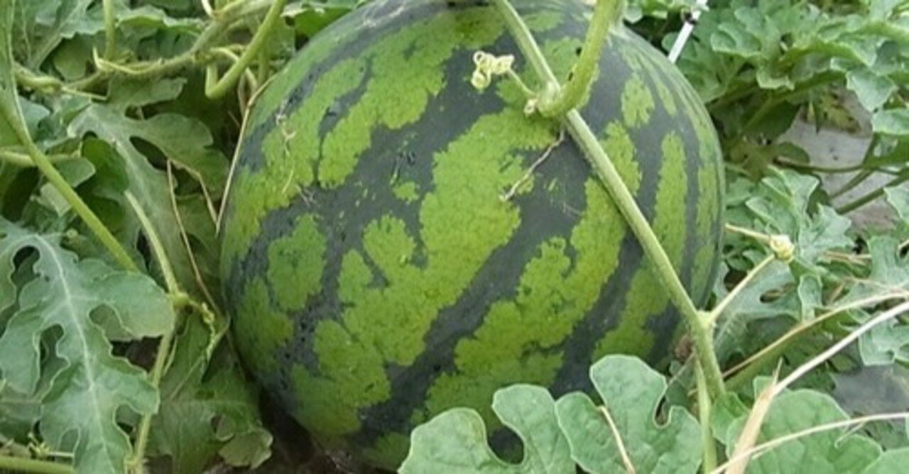 初心者向け すいか農家直伝 すいか栽培方法 Asuka Note 初心者向け すいか農家直伝 すいか栽培方法 Asuka Note