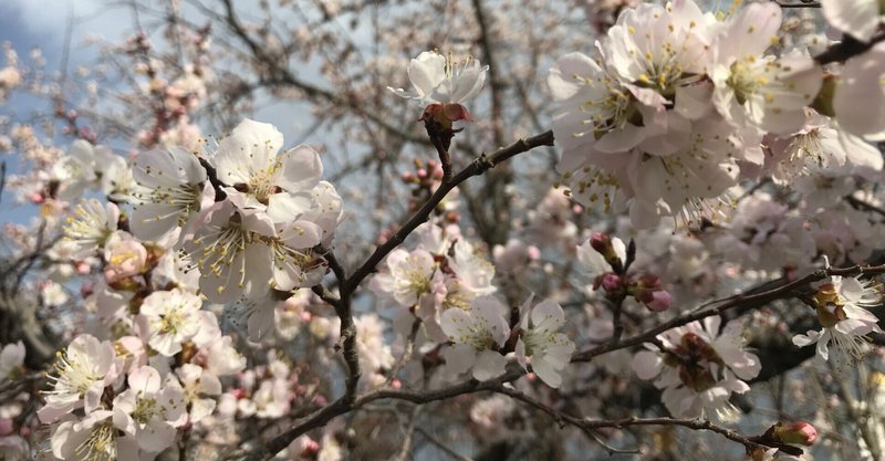 トルクメニスタンに桜？・お花畑隊長のお花図鑑