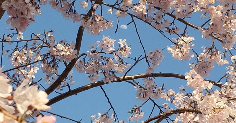 03/23　桜の枝に半月が実をつけた