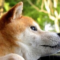 ちょっと油断していたら また柴犬がスバルのcmに出ていた話 しばいぬたろう Note