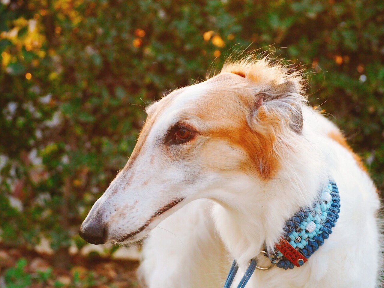 人生初のナンパの相手は犬でした Jam Note