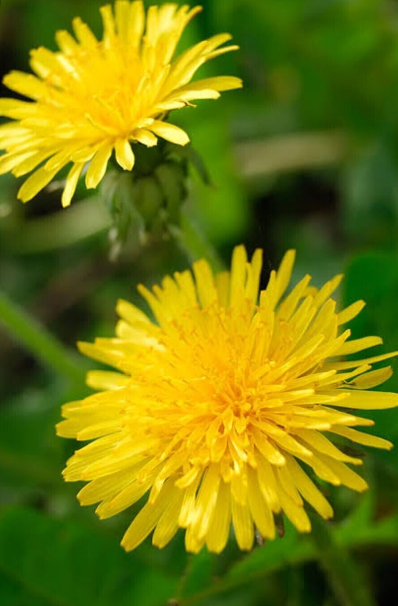 3 23の誕生花と花言葉 Nkma Note