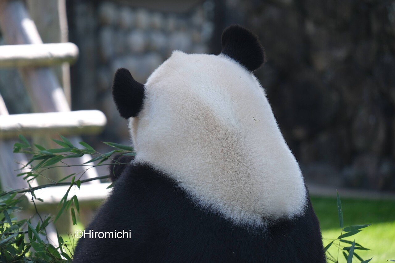 赤ちゃんパンダ 楓浜おきてた うごいてた Hiromichi Wandering Note 赤ちゃんパンダ 楓浜おきてた うごいてた Hiromichi Wandering Note