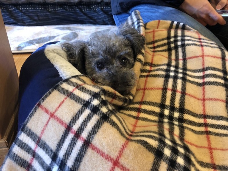 本人なのか 本犬なのか はたまた本官 もうあかんわ日記 岸田 奈美 本人なのか 本犬なのか はたまた本官 もうあかんわ日記 岸田 奈美