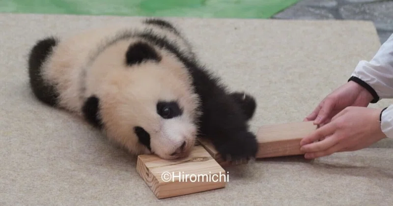 赤ちゃんパンダ 楓浜おきてた うごいてた Hiromichi Wandering Note