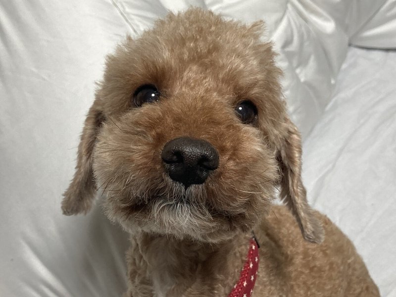 本人なのか 本犬なのか はたまた本官 もうあかんわ日記 岸田 奈美 本人なのか 本犬なのか はたまた本官 もうあかんわ日記 岸田 奈美