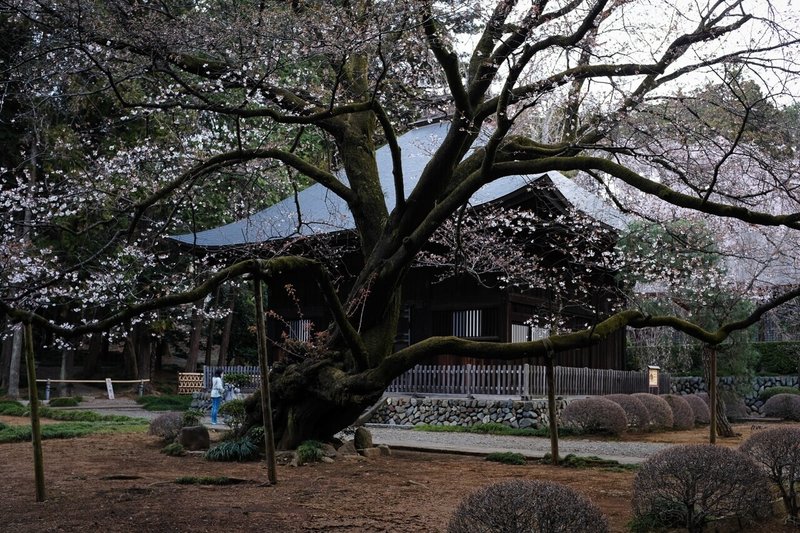 八王子市広園寺の山桜 もとき Note