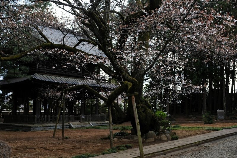 八王子市広園寺の山桜 もとき Note 八王子市広園寺の山桜 もとき Note