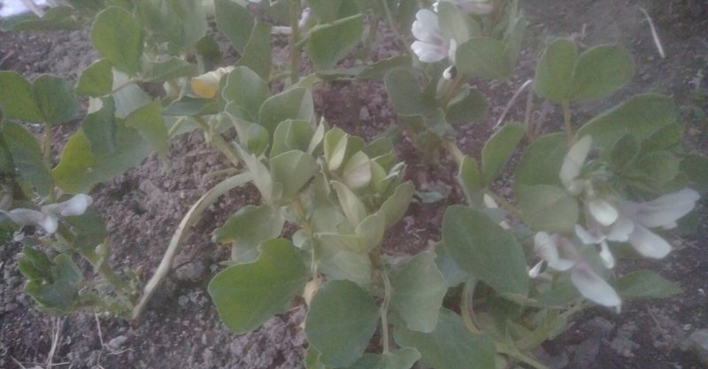 春季節の旬野菜2 26エンドウ 空豆植え付けて3月下旬花咲く 病気滅し健康的な高栄養価野菜を自然力で育てる 森林菜園 水玄和鹽 Note 春季節の旬野菜2 26エンドウ 空豆植え付けて3月下旬花咲く 病気滅し健康的な高栄養価野菜を自然力で育てる 森林菜園 水玄和鹽 Note