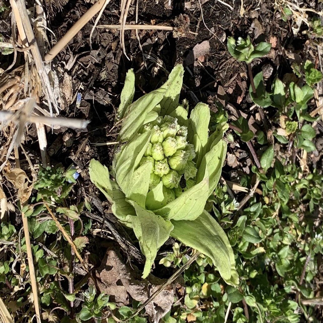 八ヶ岳南麓 移住生活 ふきのとう Keihisa Note