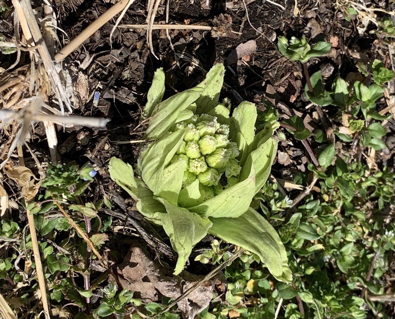 八ヶ岳南麓 移住生活 ふきのとう Keihisa Note 八ヶ岳南麓 移住生活 ふきのとう Keihisa Note