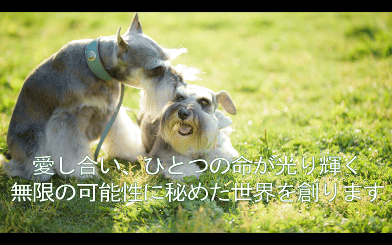 お店のビジョンの意味と私の変化について振り返ってみました ペットも人も内なる美しさを取り戻す ナチュラルコーチ トリマー さいとう なおこ Note