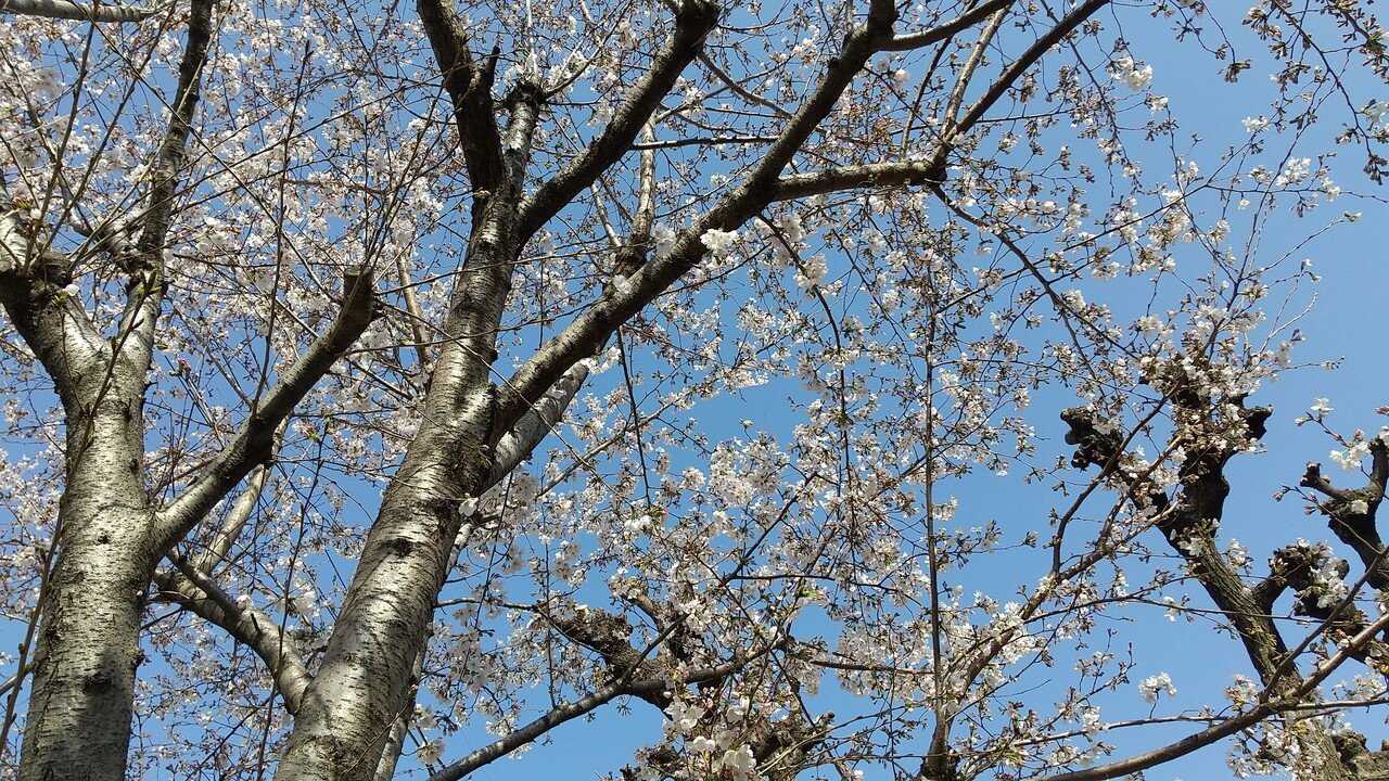 今日はいつもにも増して貧血ぎみで ふらふら ふわふわな一日 朝から母がお世話になっている施設からの電話での話で また落ち込む 下を向いてばかりではいけない と 自転車でスーパーへ 少し冷たい春の Fujicco Note