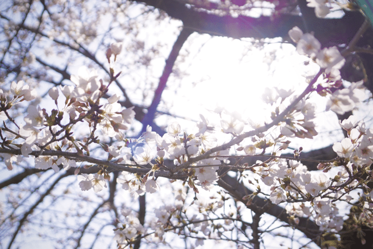 桜の季節は毎年夢中になって写真を撮りまくる。上を見上げるのが楽しい季節。午後、陽が傾いてきたあたりの逆光と桜が好きなんだな。アップで撮るならどこで撮っても一緒な気がするけど。撮る気分は確実に変わる。撮る環境と気分が大事、っていう持論。