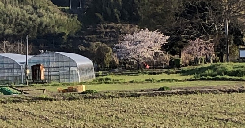 桜下遠眺めから母娘