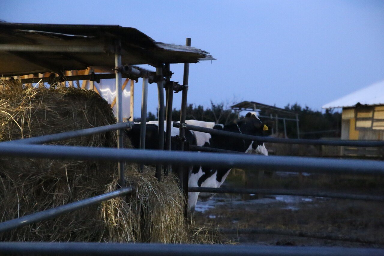 好きな時間で酪農にかかわる ちょうどよい 働き方 誰かの暮らしにふれるローカルマガジン ハイタッチ Note 好きな時間で酪農にかかわる ちょうどよい 働き方 誰かの暮らしにふれるローカルマガジン ハイタッチ Note