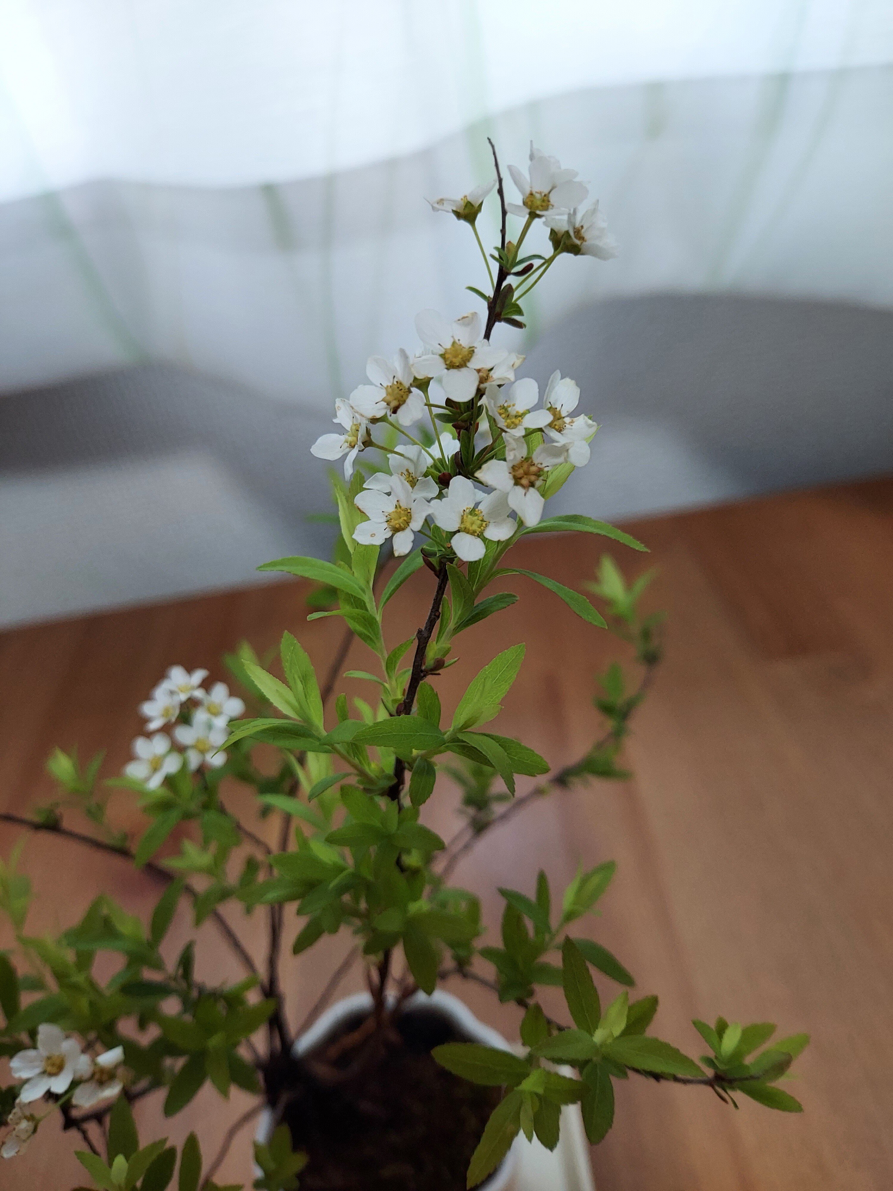 花の癒し効果 の新着タグ記事一覧 Note つくる つながる とどける