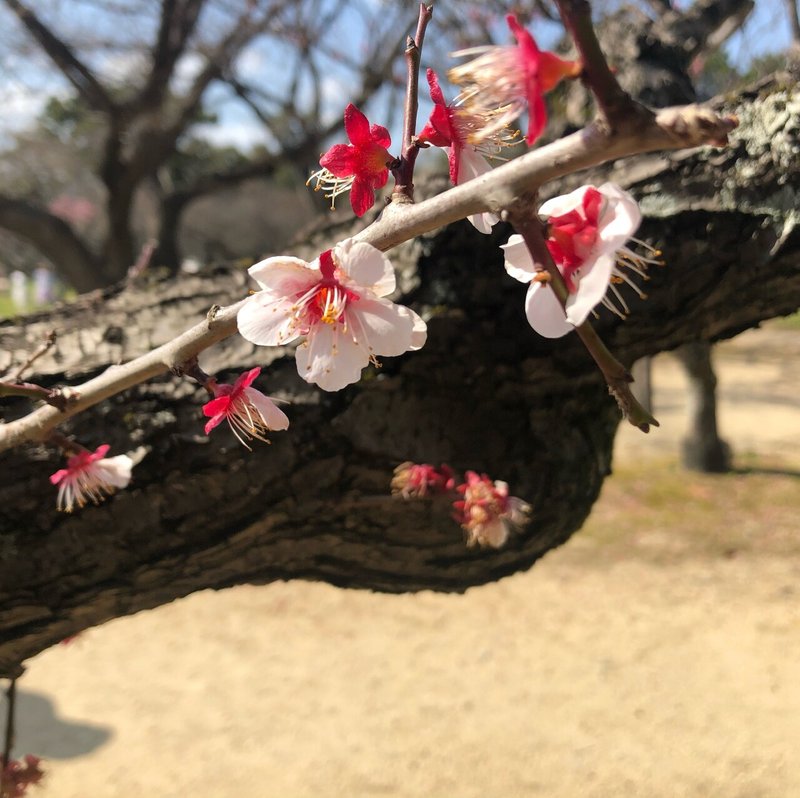 大阪 服部緑地公園 絵心なし子 Note 大阪 服部緑地公園 絵心なし子 Note