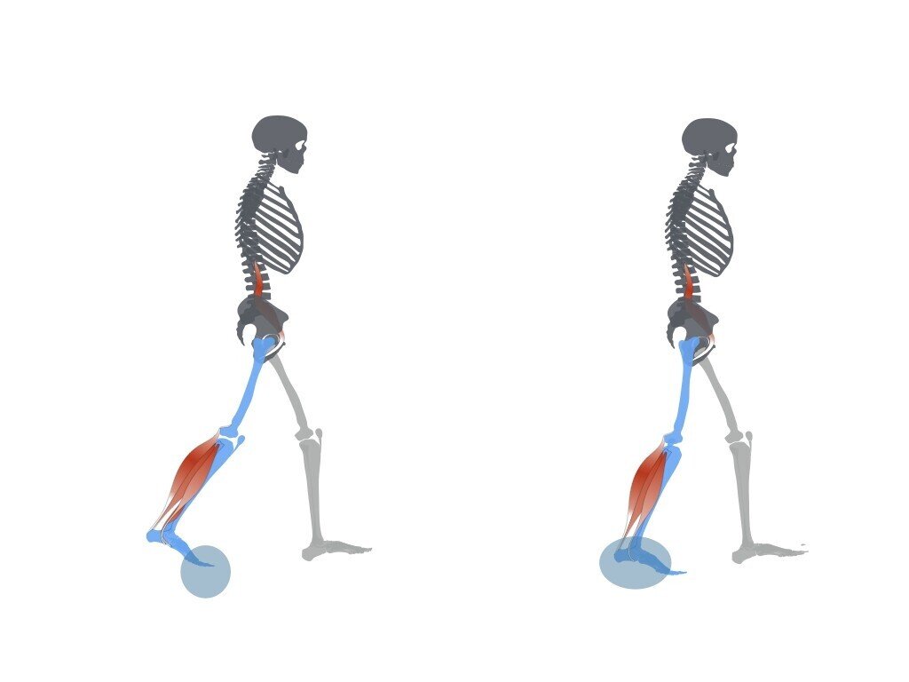 足のバネを鍛えよう 平 純一朗 理学療法士 アスレティックトレーナーnote Note 足のバネを鍛えよう 平 純一朗 理学療法士 アスレティックトレーナーnote Note