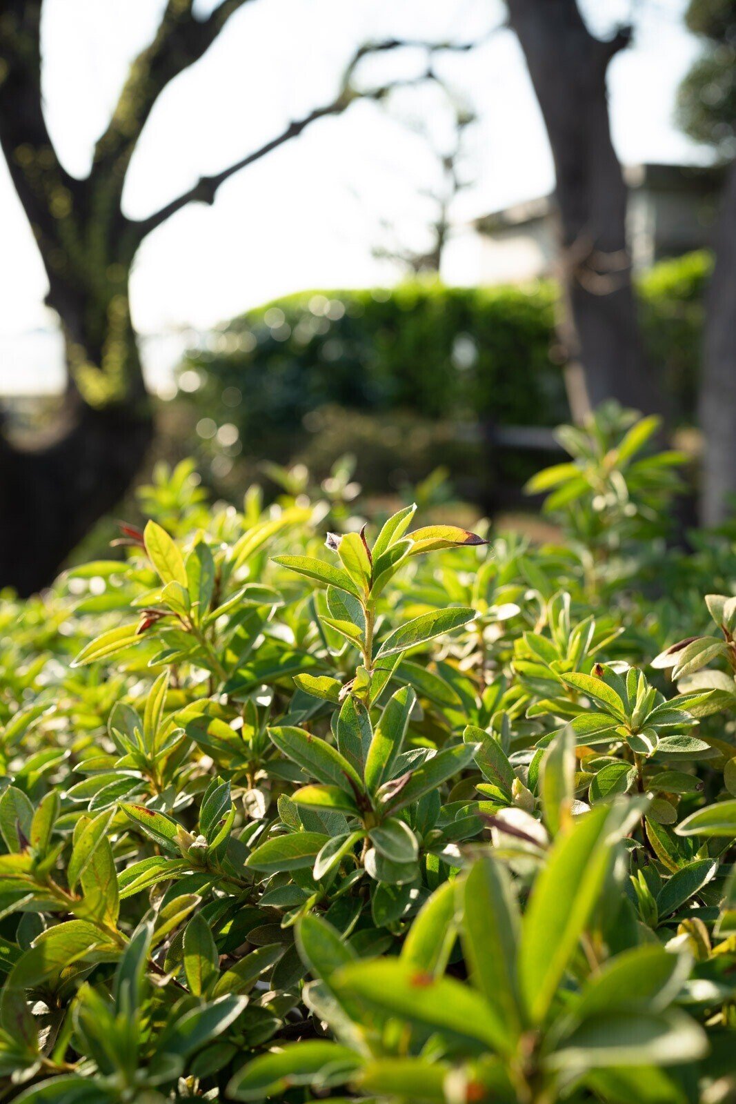 SONY FE 35mm F1.4 GM (SEL35F14GM)|よしだ SONY FE 35mm F1.4 GM (SEL35F14GM)|よしだ
