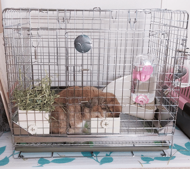 うさぎとの暮らしがより生活を快適に いい部屋ペット いい部屋ネット 公式 Note