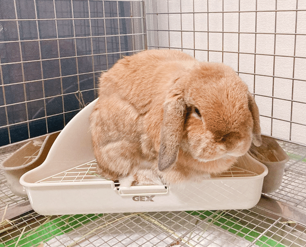 うさぎとの暮らしがより生活を快適に いい部屋ペット いい部屋ネット 公式 Note うさぎとの暮らしがより生活を快適に いい部屋ペット いい部屋ネット 公式 Note
